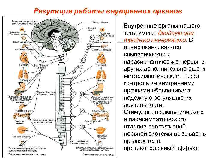 Регуляция работы внутренних органов Внутренние органы нашего тела имеют двойную или тройную иннервацию. В