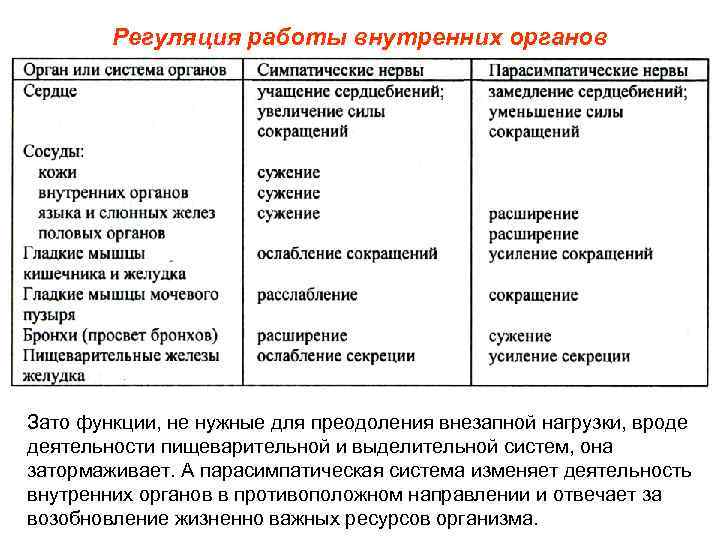 Регуляция работы внутренних органов Зато функции, не нужные для преодоления внезапной нагрузки, вроде деятельности