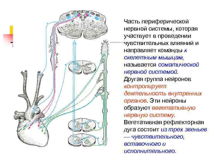 Часть периферической нервной системы, которая участвует в проведении чувствительных влияний и направляет команды к