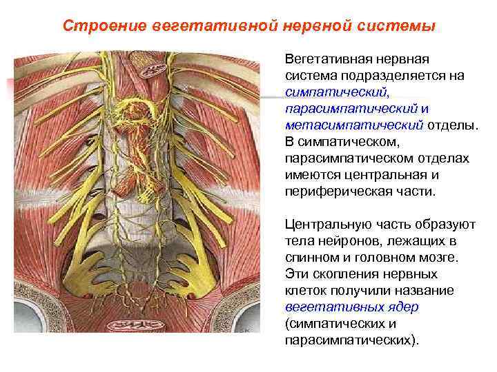 Строение вегетативной нервной системы Вегетативная нервная система подразделяется на симпатический, парасимпатический и метасимпатический отделы.