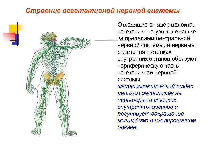 Строение вегетативной нервной системы Отходящие от ядер волокна, вегетативные узлы, лежащие за пределами центральной