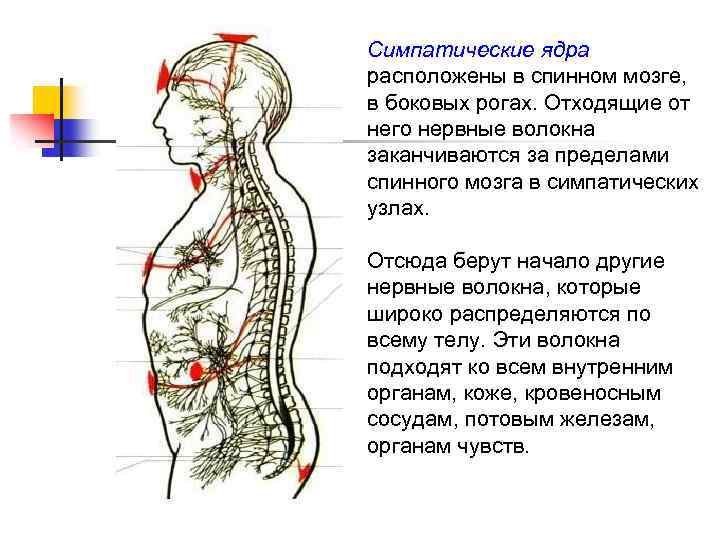 Симпатические ядра расположены в спинном мозге, в боковых рогах. Отходящие от него нервные волокна