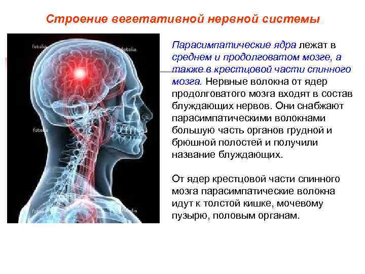 Строение вегетативной нервной системы Парасимпатические ядра лежат в среднем и продолговатом мозге, а также