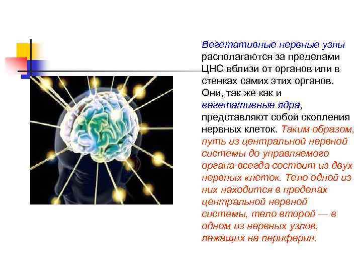 Вегетативные нервные узлы располагаются за пределами ЦНС вблизи от органов или в стенках самих