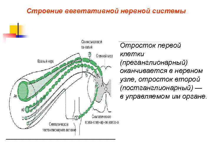 Строение вегетативной нервной системы Отросток первой клетки (преганглионарный) оканчивается в нервном узле, отросток второй