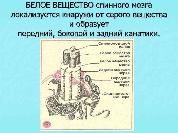 Белое вещество образовано