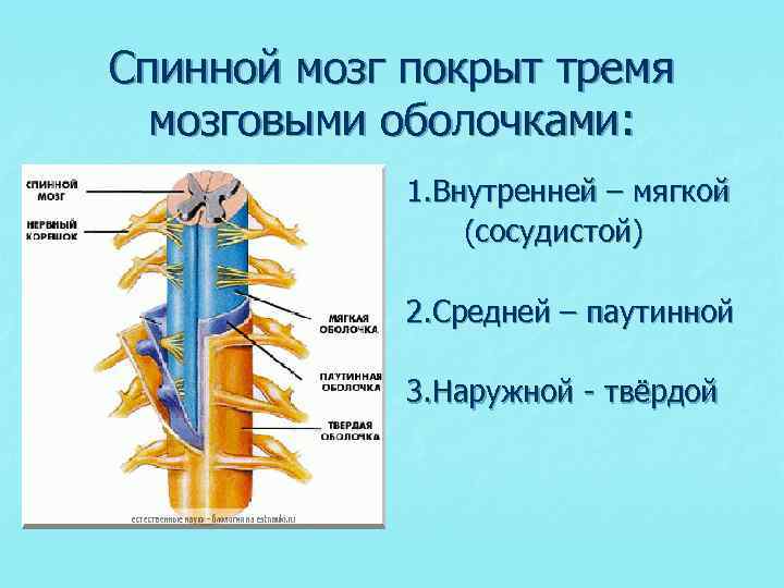 Спинной мозг покрыт тремя мозговыми оболочками: 1. Внутренней – мягкой (сосудистой) 2. Средней –