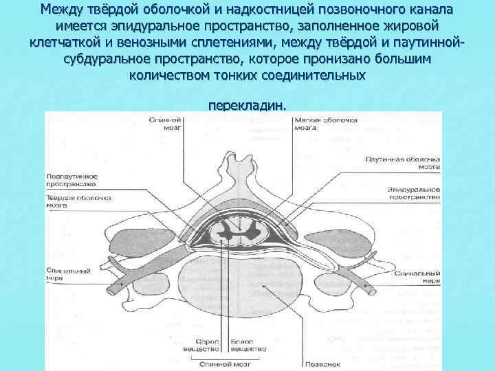 Спинномозговой канал обозначенный на рисунке цифрой и заполнен