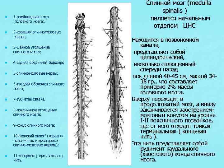 Клиническая картина компрессии корешков конского хвоста отличается от компрессии конуса и эпиконуса