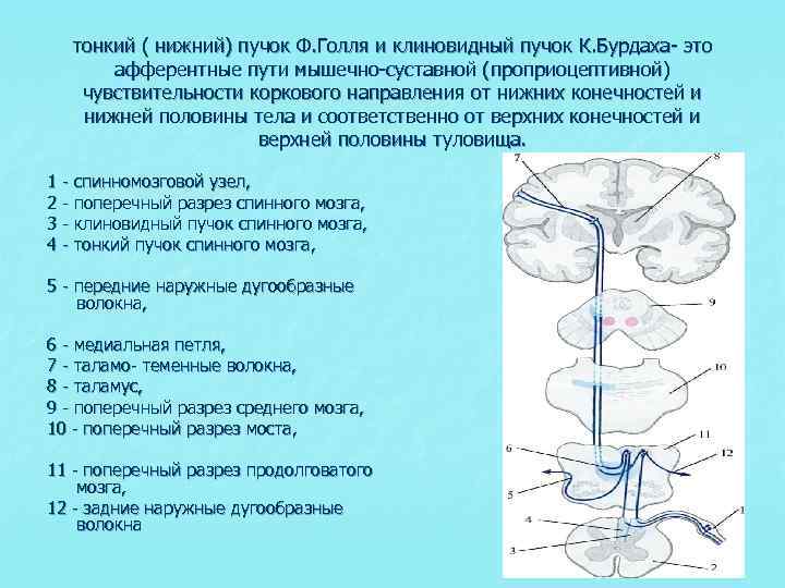 Блок схема проприоцептивного анализатора