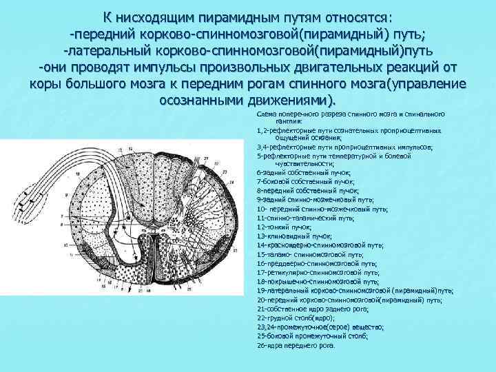 Корково спинномозговой путь