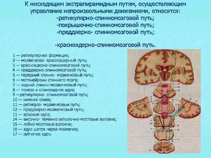 Новый экстрапирамидный путь схема