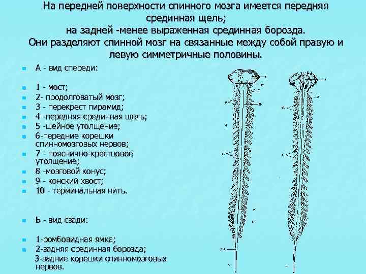 Расскажите о спинном мозге используя следующий план форма длина масса расположение