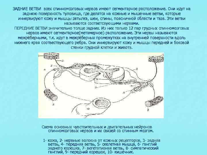 ЗАДНИЕ ВЕТВИ всех спинномозговых нервов имеют сегментарное расположение. Они идут на заднюю поверхность туловища,