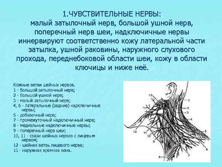 Затылочный нерв. Малый затылочный нерв иннервирует. Большой затылочный нерв иннервирует. Малый затылочный и большой ушной нерв. Шейная ветвь лицевого нерва.