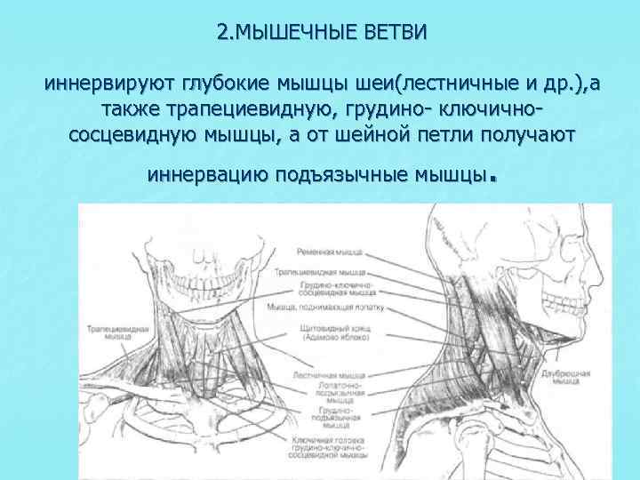 Шейная петля анатомия