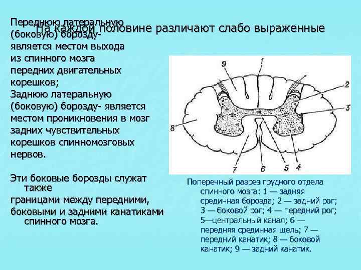 Канатики мозга