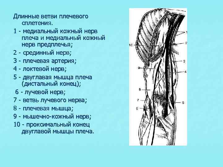 Длинные ветви плечевого сплетения