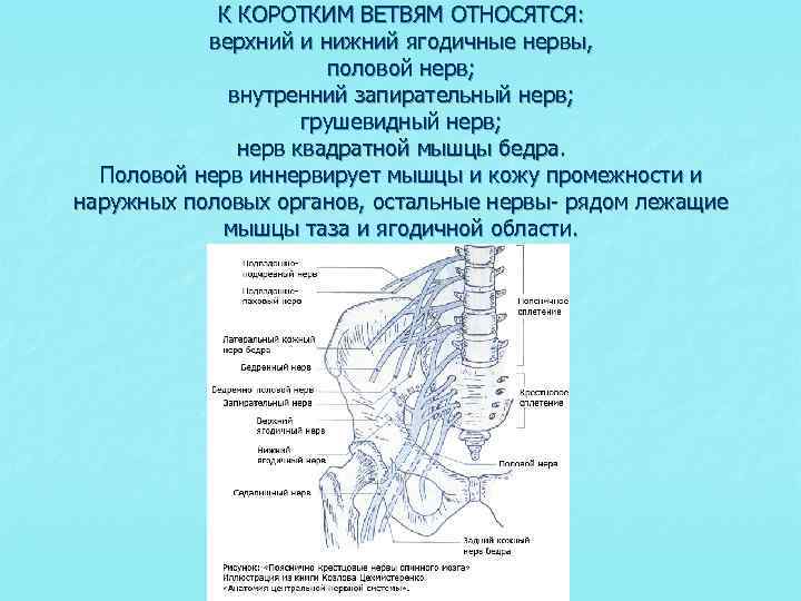 Запирательный латынь