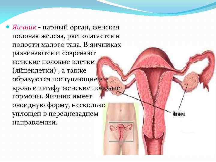 Как называют женскую железу. Расположение женских половых органов. Строение женских.половых органов. Женские половые органы описание. Здоровые женские органы.
