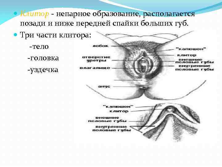  Клитор - непарное образование, располагается позади и ниже передней спайки больших губ. Три