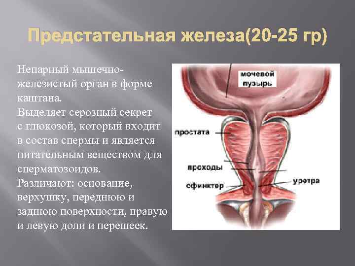 Простата форма. Строение предстательной железы. Предстательная железа мужские половые органы. Анатомия предстательной железы у мужчин. Предстательная и бульбоуретральные железы.