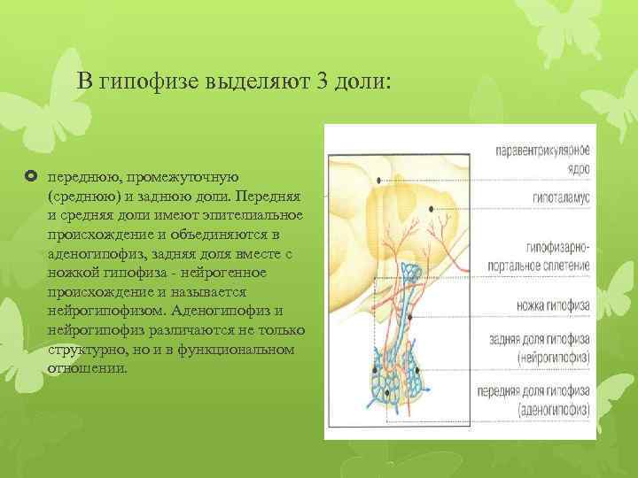 В гипофизе выделяют 3 доли: переднюю, промежуточную (среднюю) и заднюю доли. Передняя и средняя