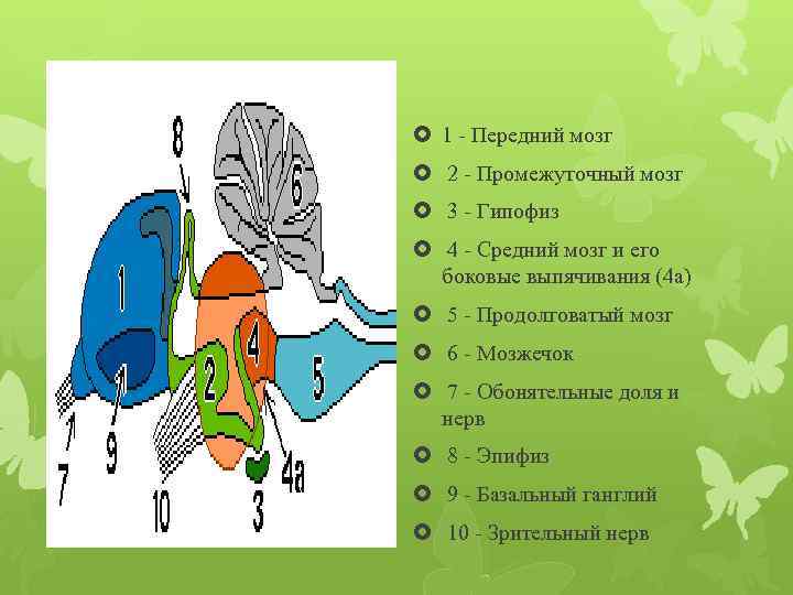  1 Передний мозг 2 Промежуточный мозг 3 Гипофиз 4 Средний мозг и его