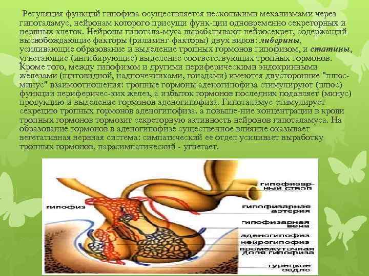 Регуляция функций гипофиза осуществляется несколькими механизмами через гипоталамус, нейронам которого присущи функ ции одновременно