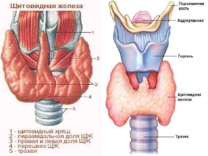 Железы презентация 8 класс