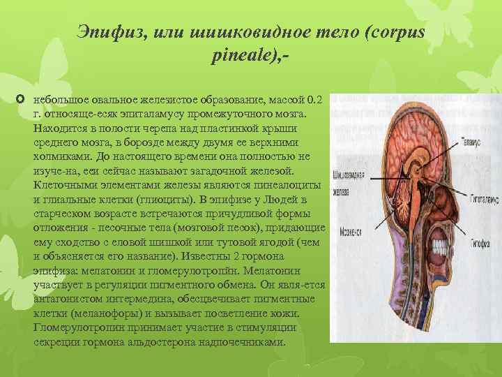 Эпифиз, или шишковидное тело (corpus pineale), небольшое овальное железистое образование, массой 0. 2 г.