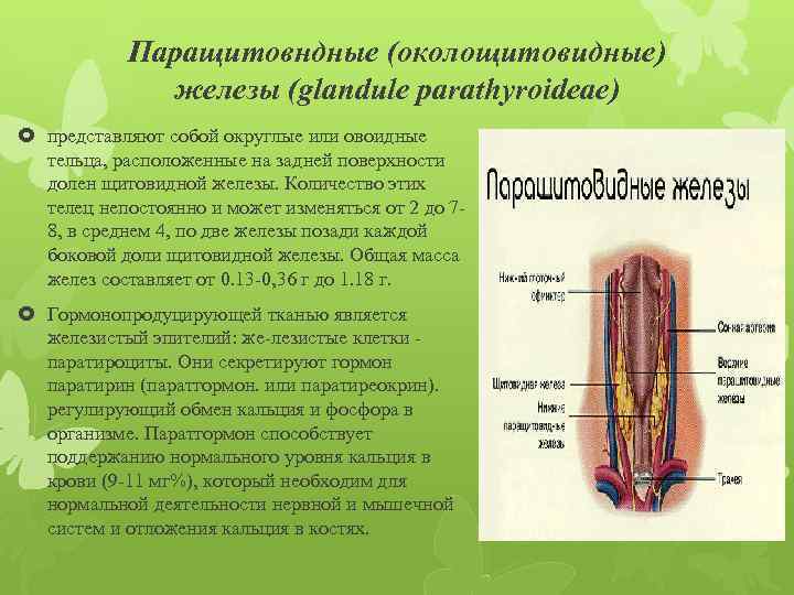 Паращитовндные (околощитовидные) железы (glandule parathyroideae) представляют собой округлые или овоидные тельца, расположенные на задней