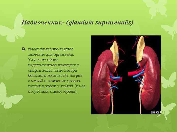 Надпочечник- (glandula suprarenalis) имеет жизненно важное значение для организма. Удаление обоих надпочечников приводит к