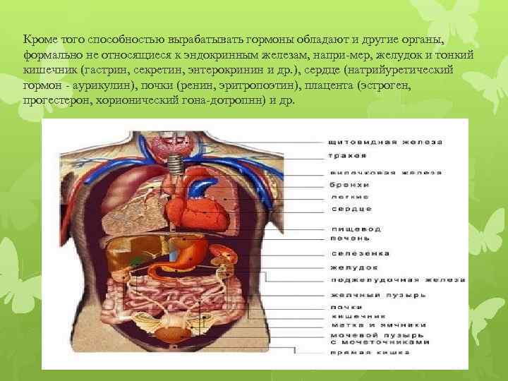 Эндокринная система фото