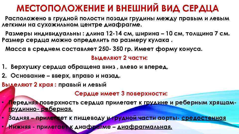 МЕСТОПОЛОЖЕНИЕ И ВНЕШНИЙ ВИД СЕРДЦА Расположено в грудной полости позади грудины между правым и