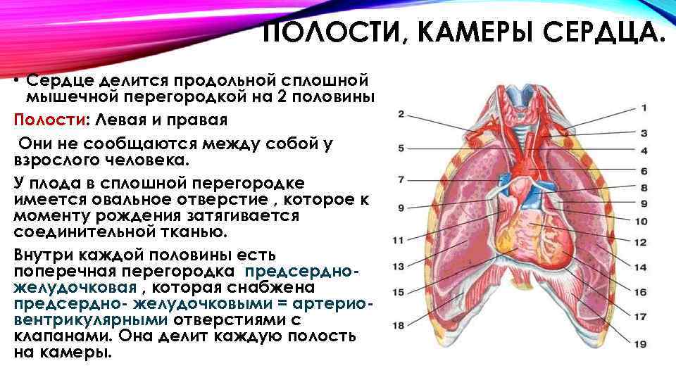 Сердце человека разделено сплошной перегородкой на левую