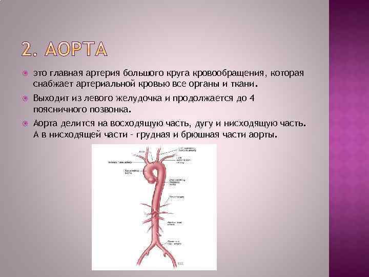  это главная артерия большого круга кровообращения, которая снабжает артериальной кровью все органы и