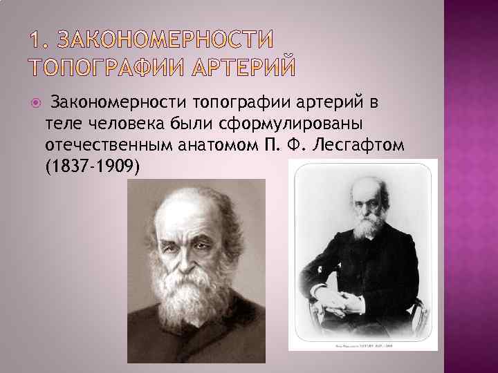  Закономерности топографии артерий в теле человека были сформулированы отечественным анатомом П. Ф. Лесгафтом