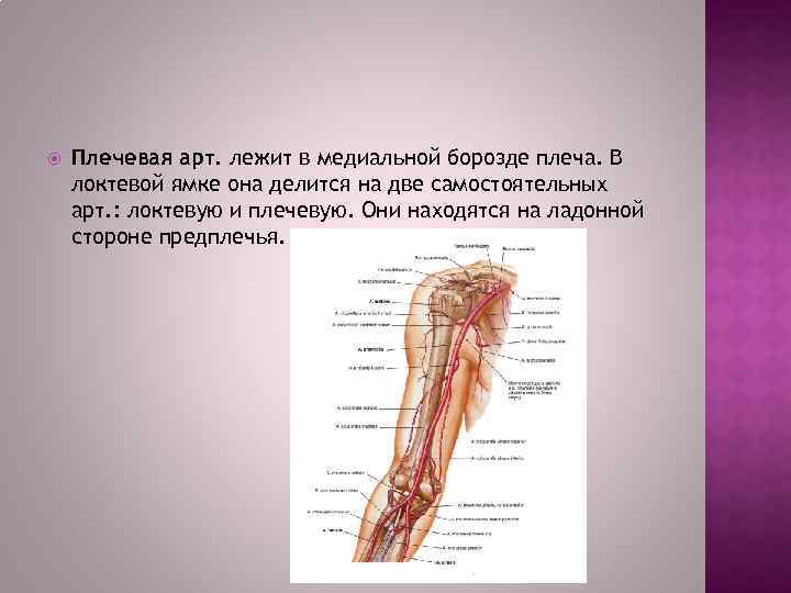  Плечевая арт. лежит в медиальной борозде плеча. В локтевой ямке она делится на