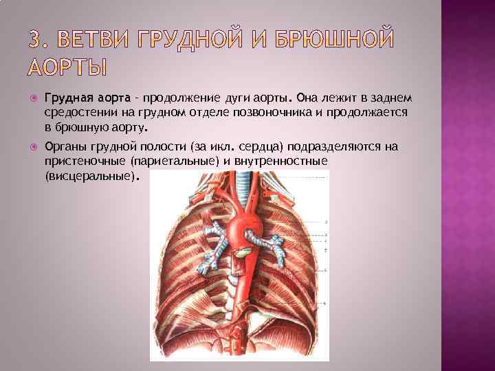  Грудная аорта – продолжение дуги аорты. Она лежит в заднем средостении на грудном