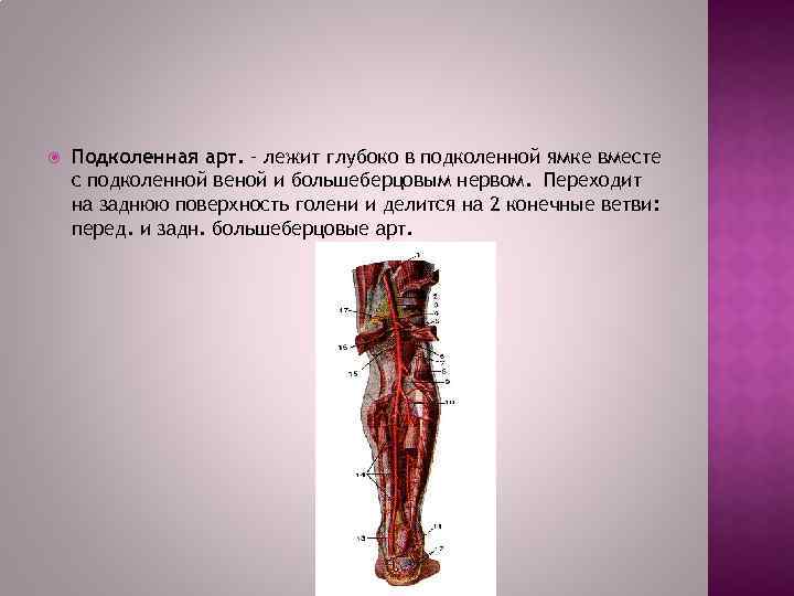  Подколенная арт. – лежит глубоко в подколенной ямке вместе с подколенной веной и