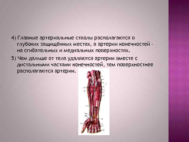 4) Главные артериальные стволы располагаются в глубоких защищённых местах, а артерии конечностей – на