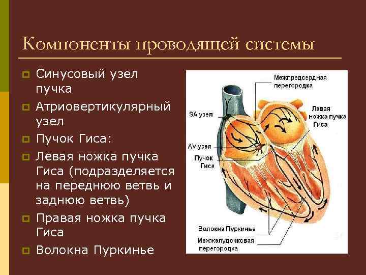 Компоненты проводящей системы p p p Синусовый узел пучка Атриовертикулярный узел Пучок Гиса: Левая