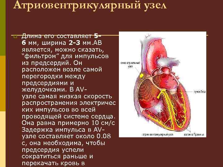 Атриовентрикулярный узел p Длина его составляет 56 мм, ширина 2 -3 мм. АВ является,