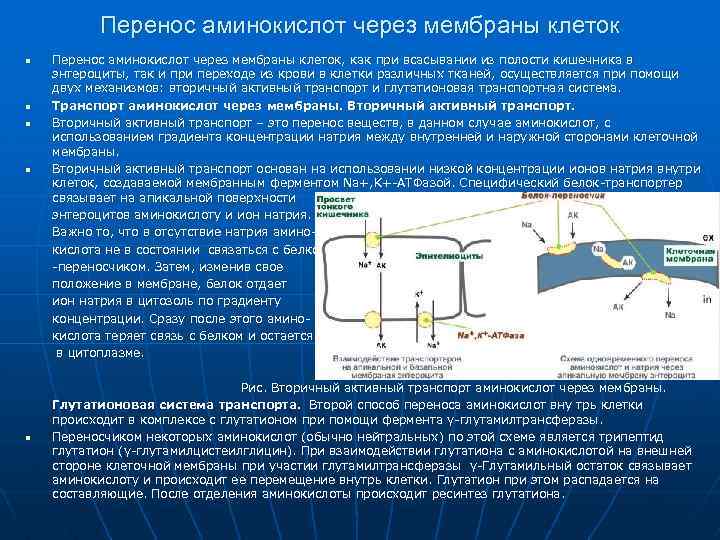 Участвует перенос. Механизмы трансмембранного переноса аминокислот.. Вторичный активный транспорт аминокислот через клеточные мембраны. Механизм всасывания аминокислот в клетку. Мембранный перенос аминокислот.