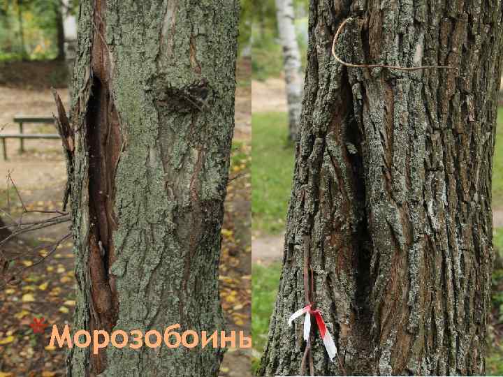 *Морозобоины 