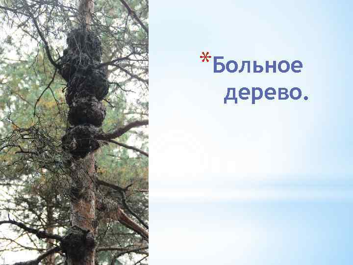 *Больное дерево. 