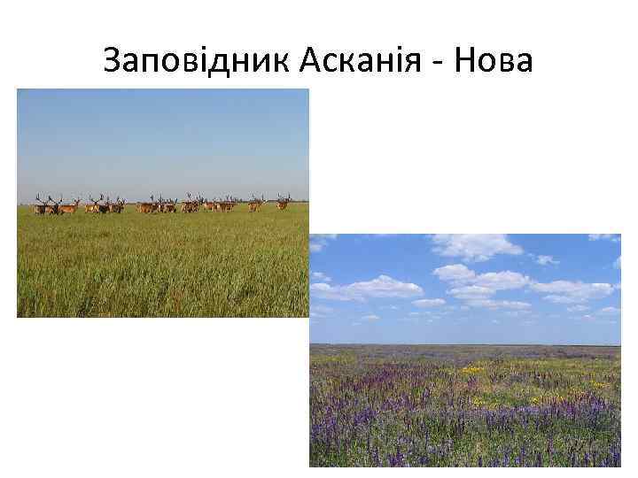 Заповідник Асканія - Нова 