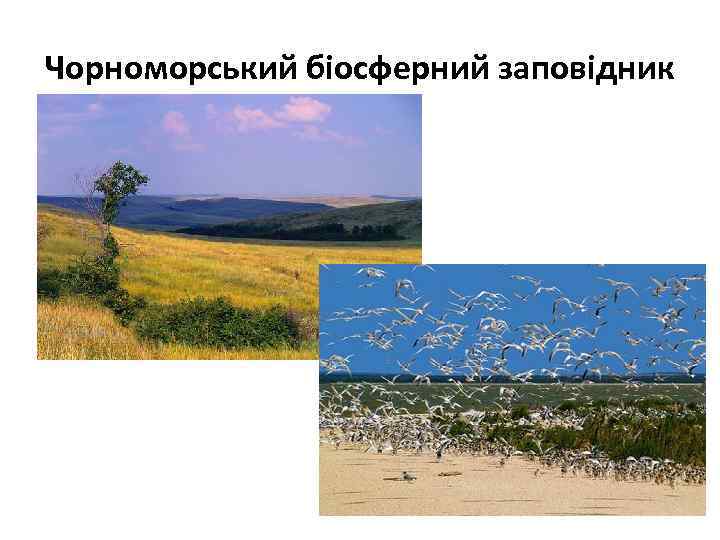 Чорноморський біосферний заповідник 