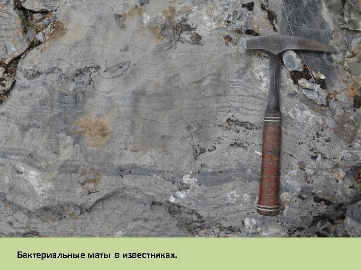 Бактериальные маты в известняках. 